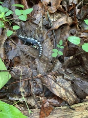 Ambystoma opacum