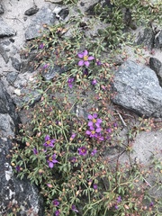 Fagonia chilensis
