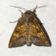 Papaipema cataphracta