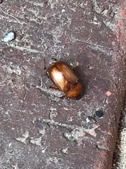 Cyclocephala