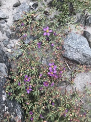 Fagonia chilensis