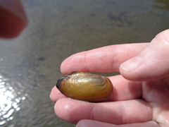 Utterbackia imbecillis