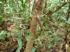 Pseudophasma gracile