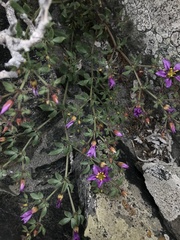 Fagonia chilensis