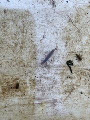 Polycentropodidae