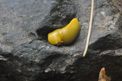 Ariolimax dolichophallus