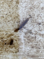Polycentropodidae