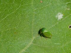 Spissistilus festinus