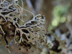 Hypogymnia tubulosa