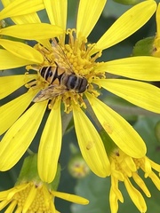 Eristalis cerealis