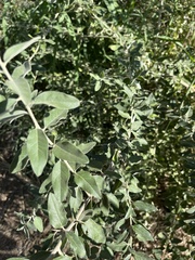 Elaeagnus angustifolia