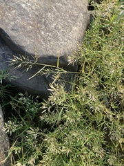 Eragrostis hypnoides