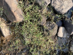 Eragrostis hypnoides
