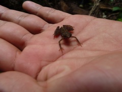 Amazophrynella amazonicola