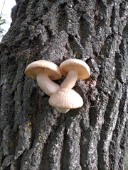 Hypsizygus