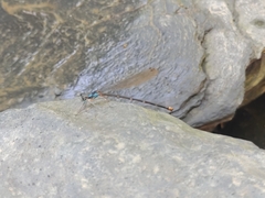 Coeliccia flavicauda