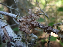 Nephroma