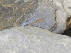 Coeliccia flavicauda