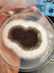 Aspergillus niger