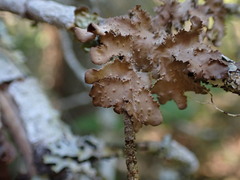 Nephroma
