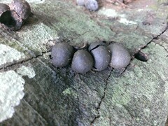 Hypoxylaceae