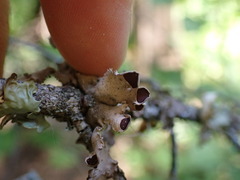 Nephroma
