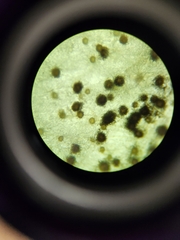 Aspergillus niger
