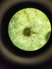 Aspergillus niger