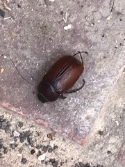 Phyllophaga