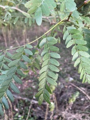 Gleditsia