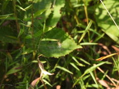 Mangora