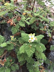 Chamaebatia foliolosa