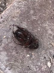 Phyllophaga