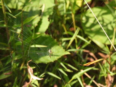 Mangora