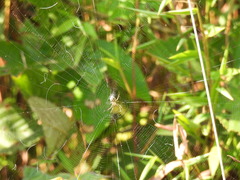 Mangora
