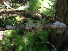 Lobaria