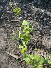 Xanthium orientale