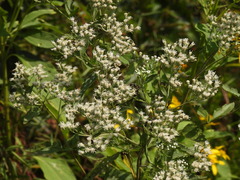 Myzinum obscurum