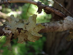 Lobaria