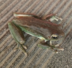 Hyla meridionalis