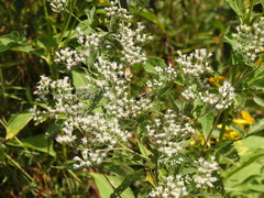 Myzinum obscurum