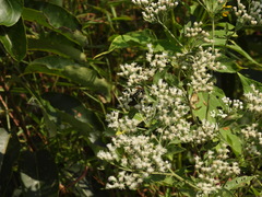 Myzinum obscurum