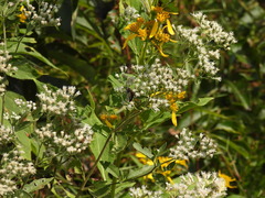 Myzinum obscurum