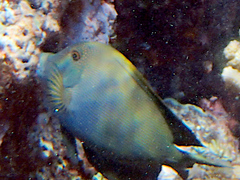 Ctenochaetus striatus