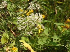 Myzinum obscurum