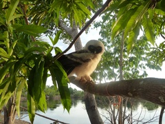 Pulsatrix perspicillata