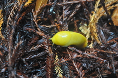 Ariolimax dolichophallus