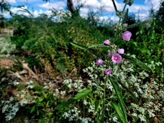 Sphaeralcea angustifolia