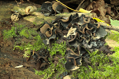 Ionomidotis irregularis