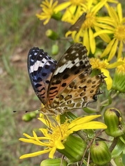 Argynnis hyperbius